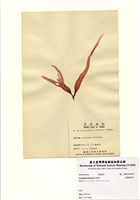 藏品(劍葉蜈蚣藻)的圖片